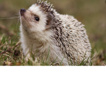 Purple Hedgehogs