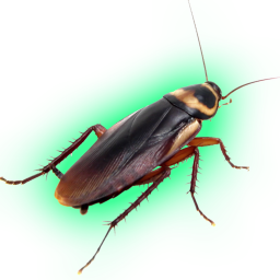 Roach land