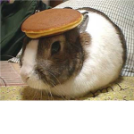 overweight/obese ppl Group Thumbnail