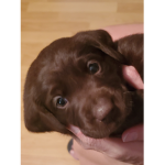 Abbyava