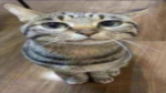 CatsGames