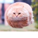 The flying floofs