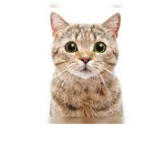 Group For Cat People