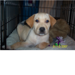 The Puppy People