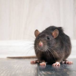 rat squad but superior