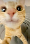 Cat lovers! :3