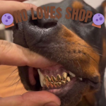 NO LOVES SHOP