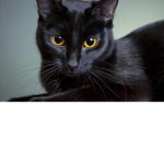 mis gatitos unanse porfa