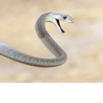 Snek #####