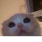 Cookiecat gang