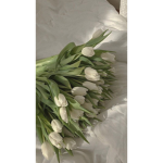 La_pecora_rosa_FAN