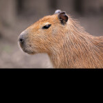 CAPYBARA REPUBLIC