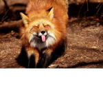 lovely_fox