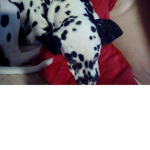 My little Oreos