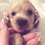 PAWSlBLE