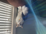 Pizza my cat
