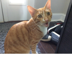 Cats are SOOO CUTE