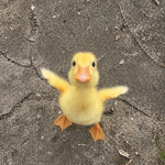 The Underground Duck Club