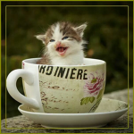 Chaton Café