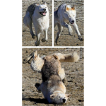wolfs for life