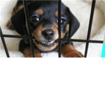 Dog and Puppy Lovers!