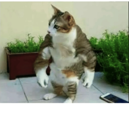survive cat