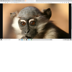 monkey hat group only and fortnite sweats