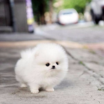 Puffy head dogs