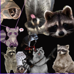 Raccoon raid