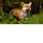 FoxyBubba