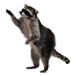 Raccon Rangers