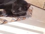 I gatti selvaggi