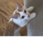The lil cats