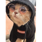 DA KOOL KATS