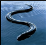 The Eels of Roblox