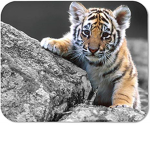 the tiger rescue group