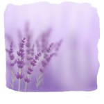 .Lavender's.