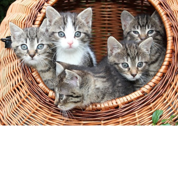 WORLD OF CATS (Alpha)