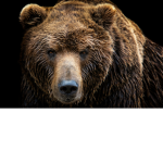 JearBear5656's group
