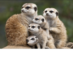 Meer Kat family