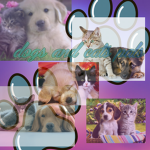 Dogs and cats pals