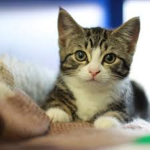 Cats <3 <3 <3 <3