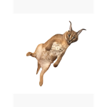 cat studios/