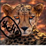 Y'all Cheetahs out there say Shello it means Hello
