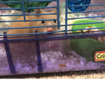 MY HAMPSTER GROUP