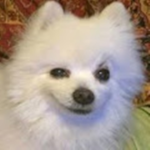 Gabe the dog Fan club
