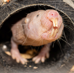 Mole Rat Nation