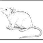 RATS!!