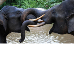 Squad elephant12345