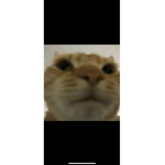 Update monke game now